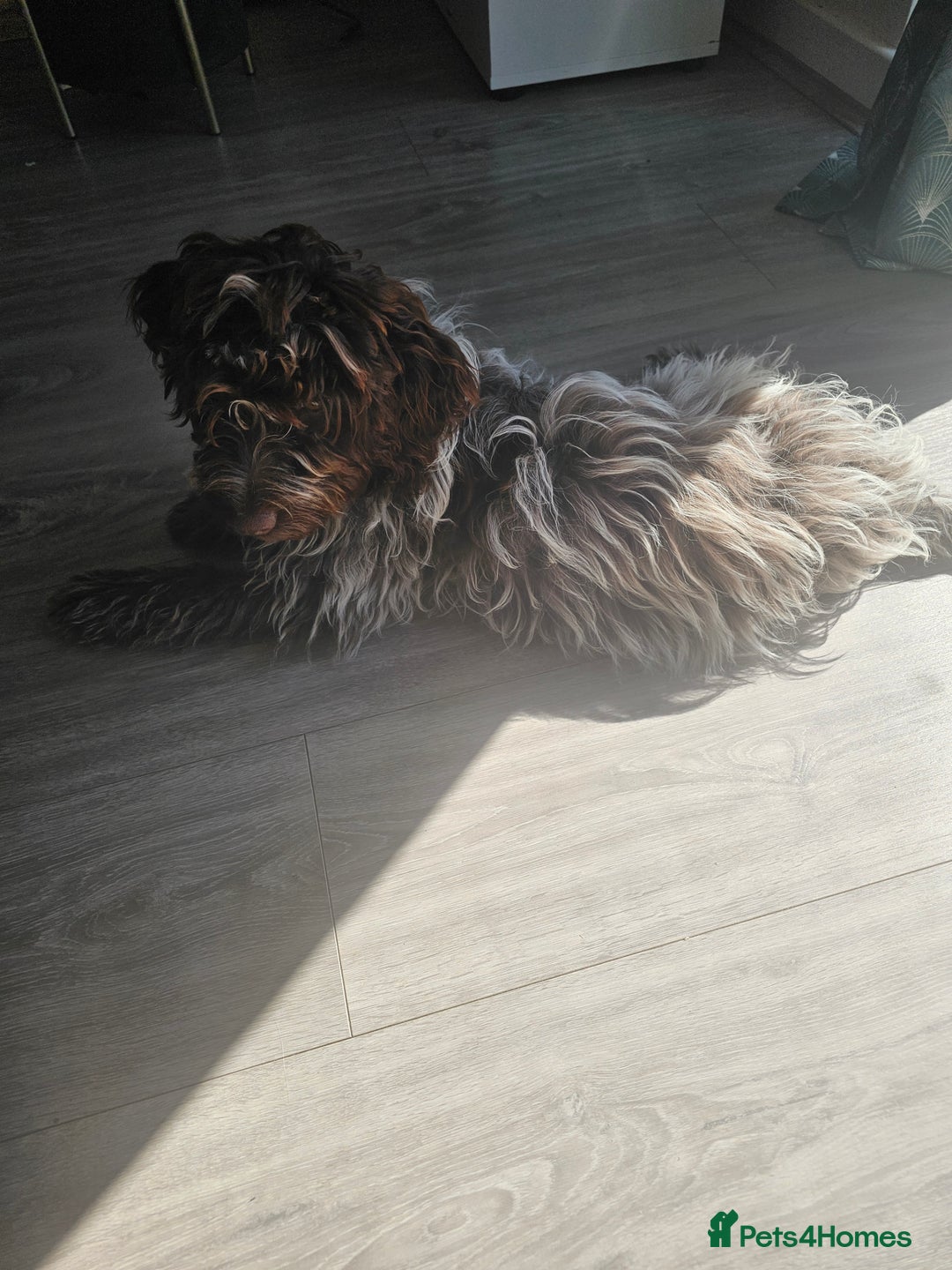 Cockapoo dogs for sale: Cockapoo F1 puppy - Image 3