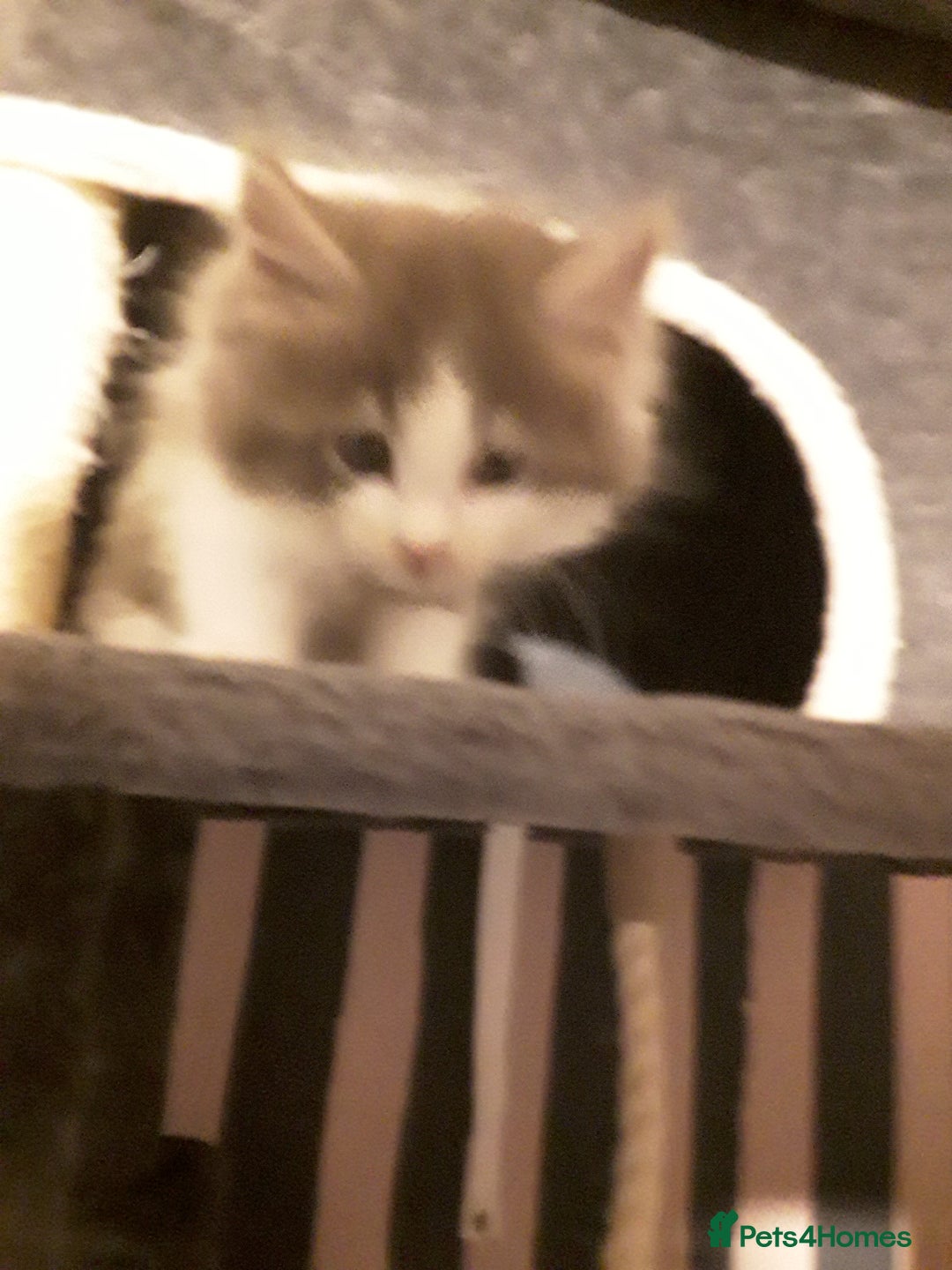 Maine Coon cats for sale: Mainecoon  x ragdolls - Advert 32