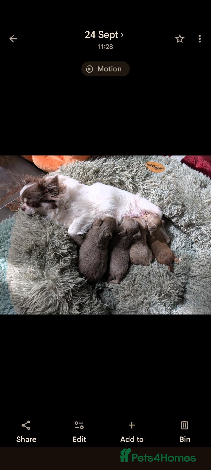 Chihuahua dogs for sale: Exquisitely colored long haired Chihuahua puppies  - Advert 18