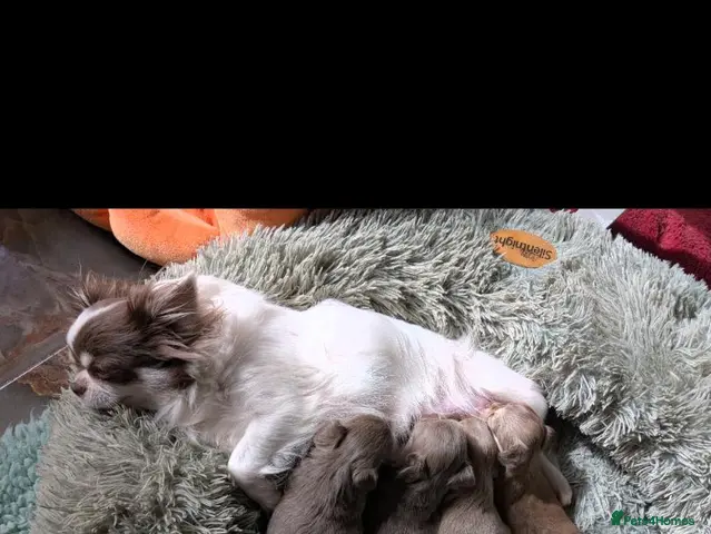 Chihuahua dogs for sale: Exquisitely colored long haired Chihuahua puppies - Advert 23