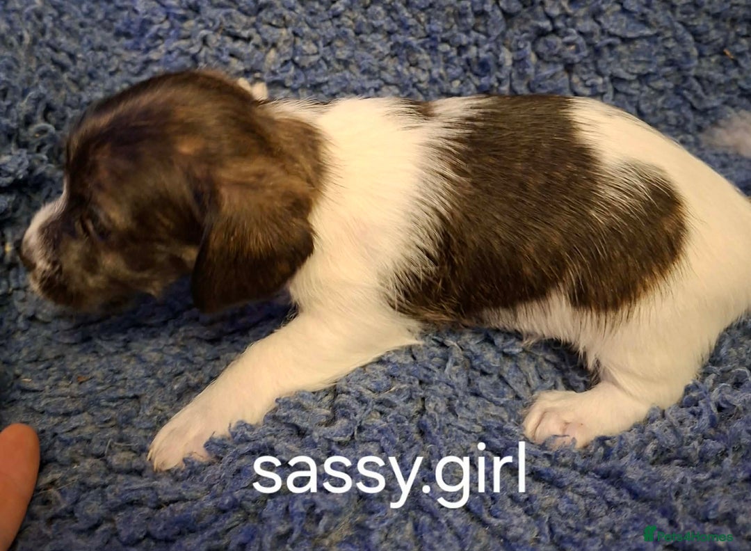 Jackapoo dogs for sale: JACKAPOO PUPPIES - Advert 13