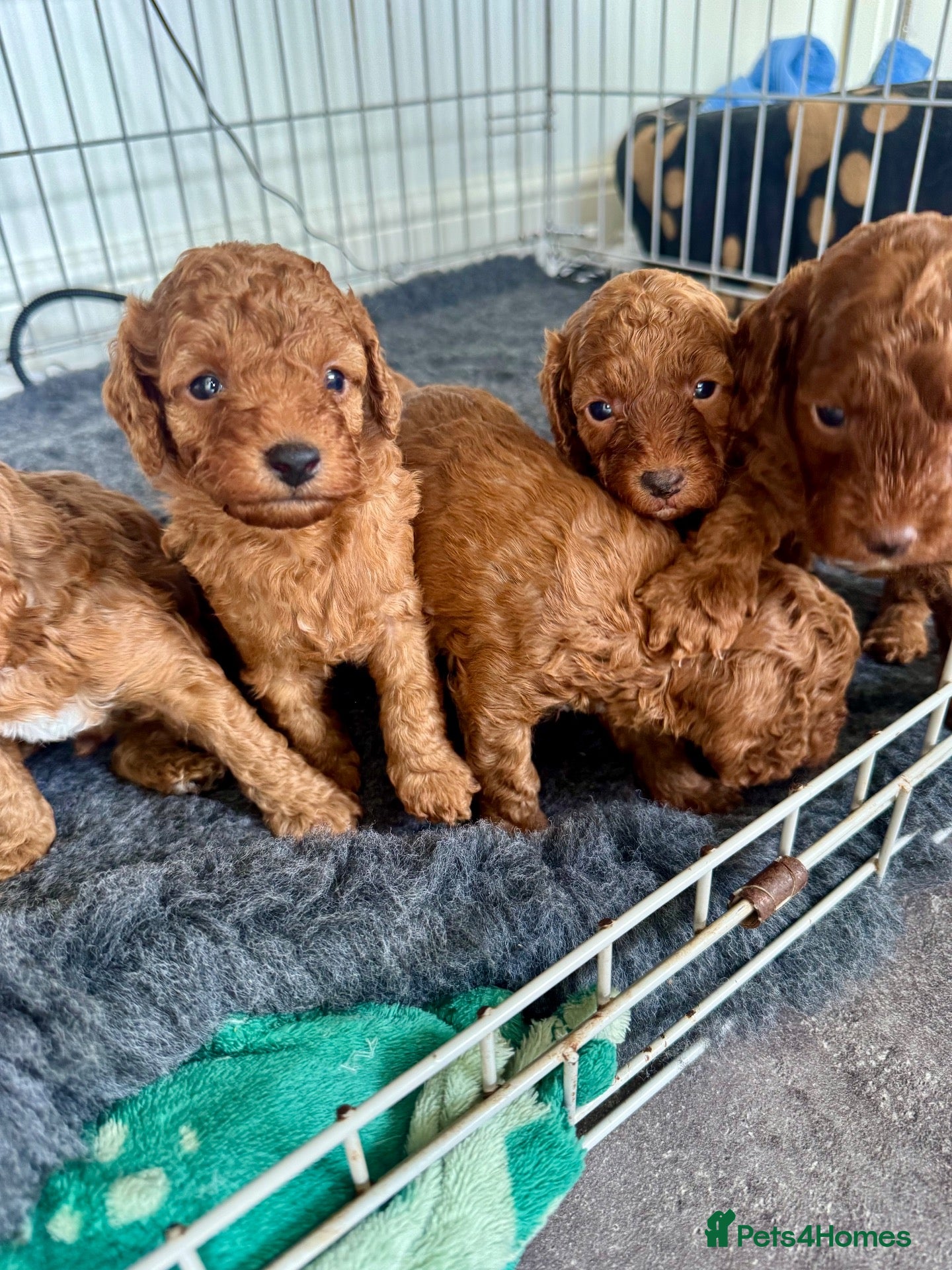Cockapoo dogs READY SOON - Gorgeous Cockapoo Puppies - Advert 12