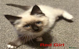 Ragdoll cats for sale: Ragdolls kittens- - Advert 17