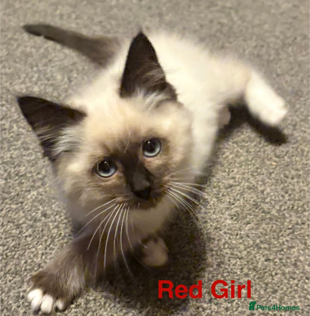 Ragdoll cats for sale: Ragdolls kittens- - Advert 17
