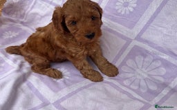 Cockapoo dogs for sale: Gorgeous Cockerpoo F1b - Image 10
