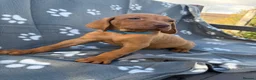 Hungarian Vizsla dogs for sale: Beautiful KC Reg Hungarian Vizsla Puppies - Advert 31