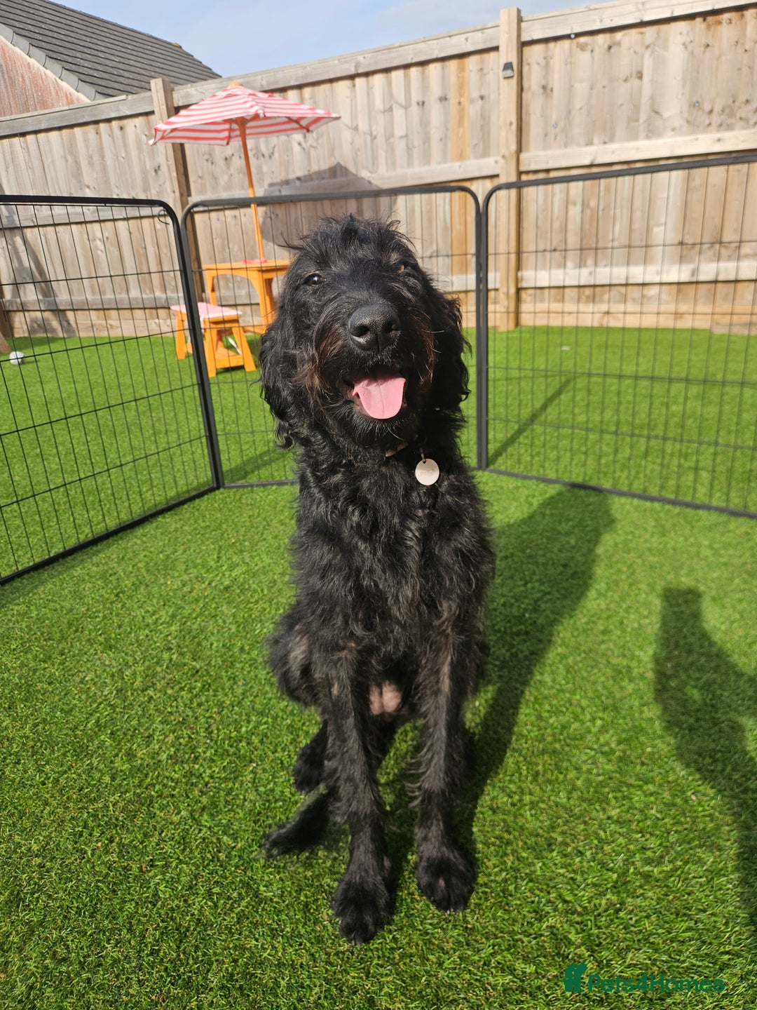 Labradoodle dogs for sale: Labradoodle female  - Image 3