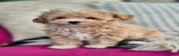 Maltipoo dogs for sale: Amazing Tiny Korean Maltipoo Puppies.  - Advert 18