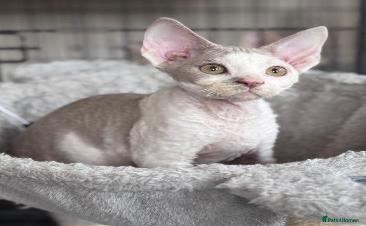 Devon Rex cats - Advert 1