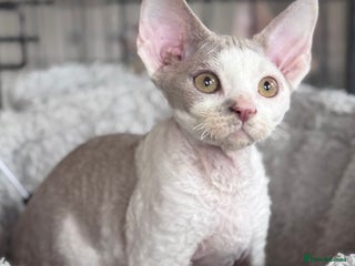 Devon Rex cats - Advert 2