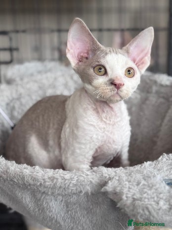 Devon Rex cats - Advert 2