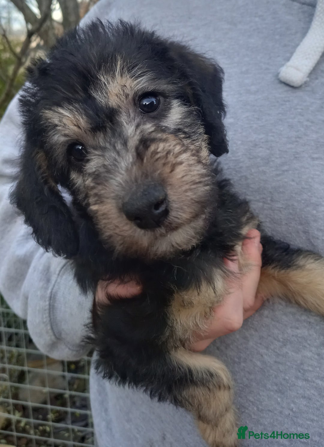 Bedlington Terrier dogs for sale: 7/8 Bedlington 1/8 whippet puppies  - Advert 12