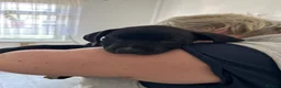 Mixed Breed dogs for sale: Lovely puppy’s for sale  in Coventry - Advert 8