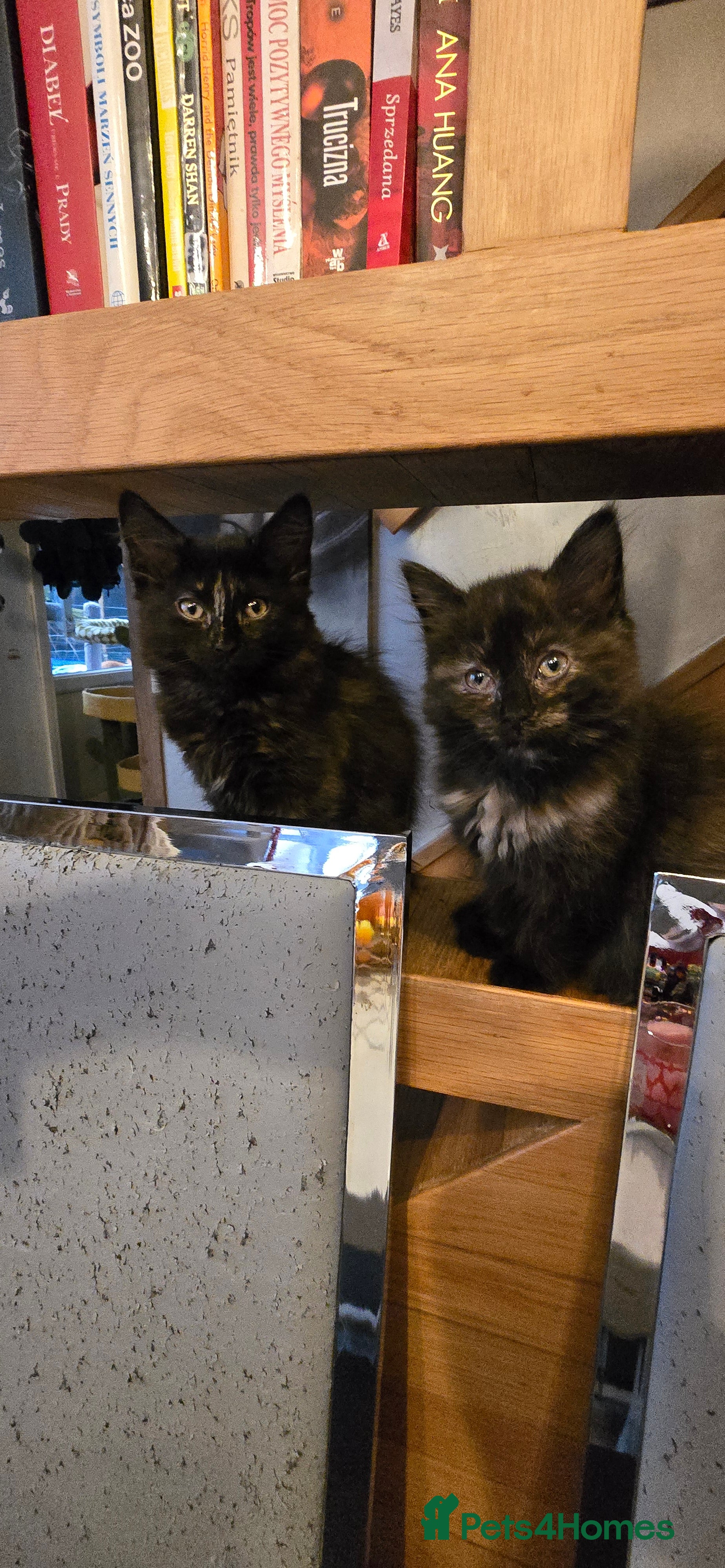 Scottish Fold cats Scottish fold kittens with straight ears - Advert 12