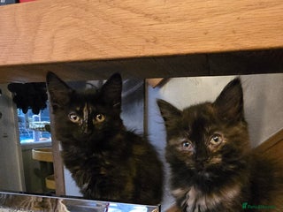 Scottish Fold cats Scottish fold kittens with straight ears - Advert 1