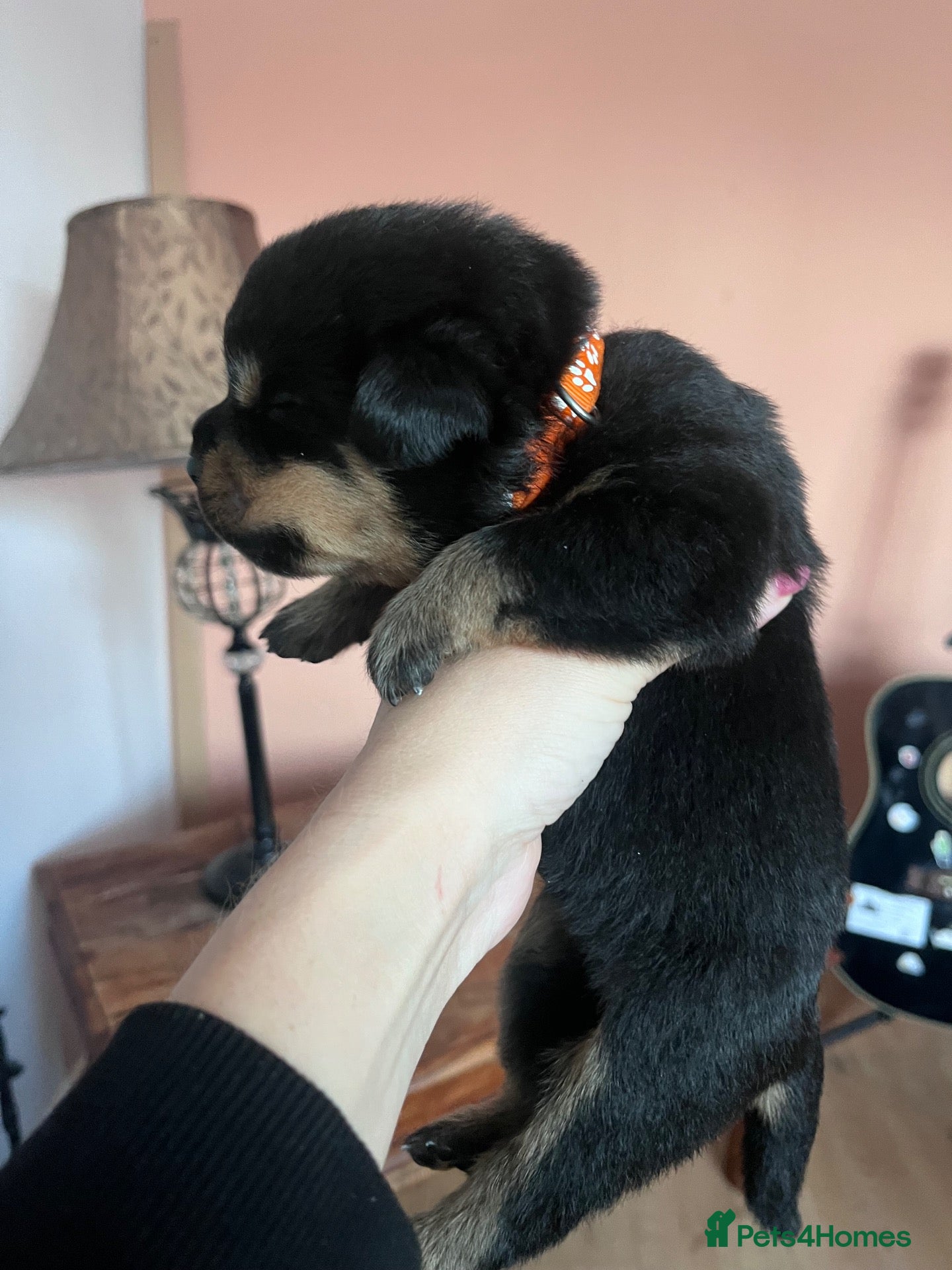 Rottweiler dogs 1 Female available,Champion linage Rottweiler - Advert 2