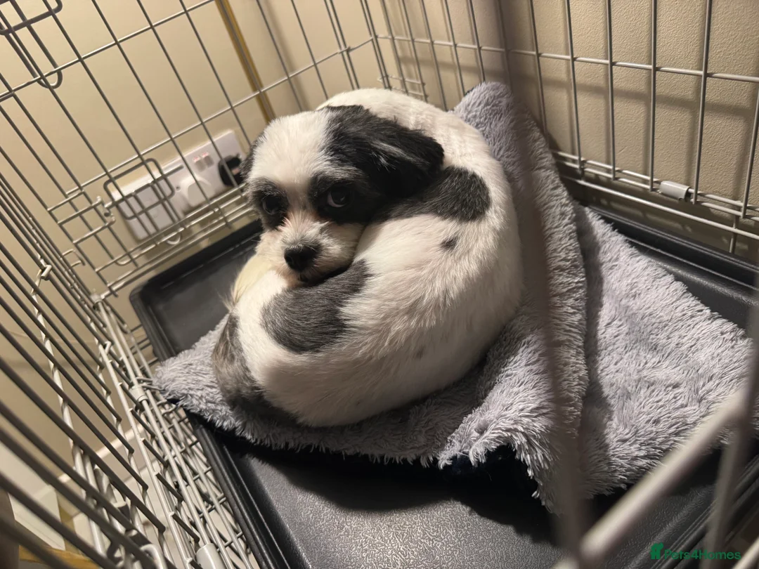 Shorkie dogs for sale: Shih Zuz X Yorkshire terriers - Advert 3