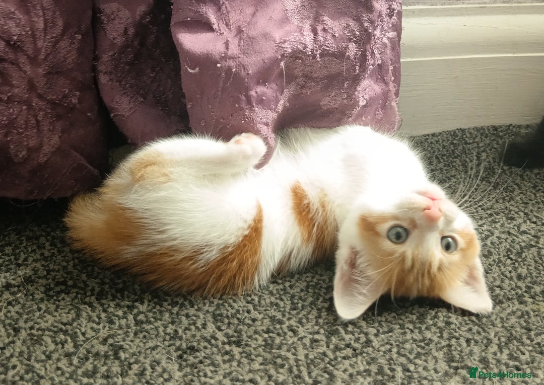 Mixed Breed cats for sale: 3 Gorgeous Kittens - Image 12