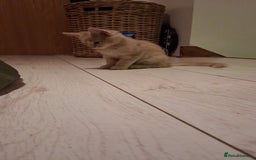 Maine Coon cats for sale: Maine Coon pedigre XL - Image 34