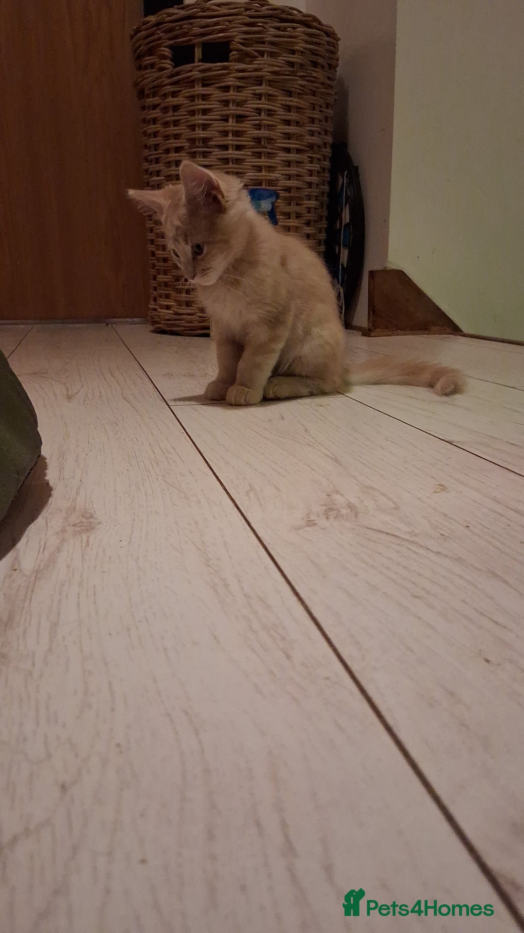 Maine Coon cats for sale: Maine Coon pedigre XL - Image 34