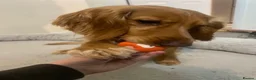 Cocker Spaniel dogs for sale: Male Working Cocker Spaniel - Advert 4