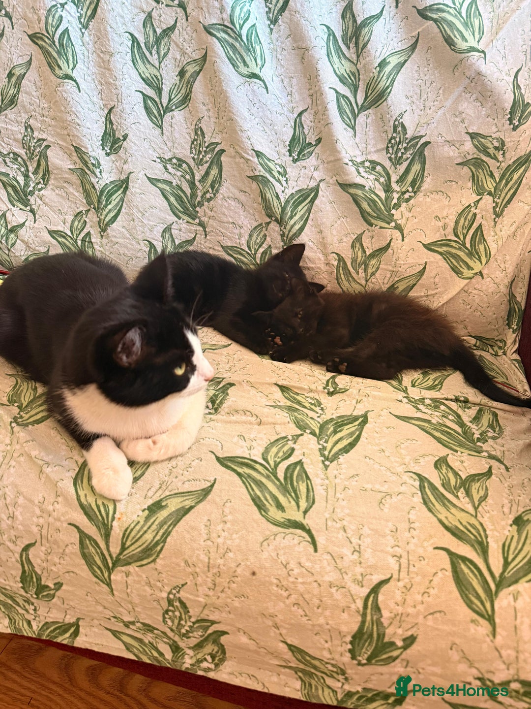 Domestic Shorthair cats for sale: 2 beautiful black and brown kittens  - Image 8
