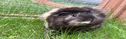 Guinea Pig rodents for sale: 2 sow guinea pigs  in Telford - Advert 2