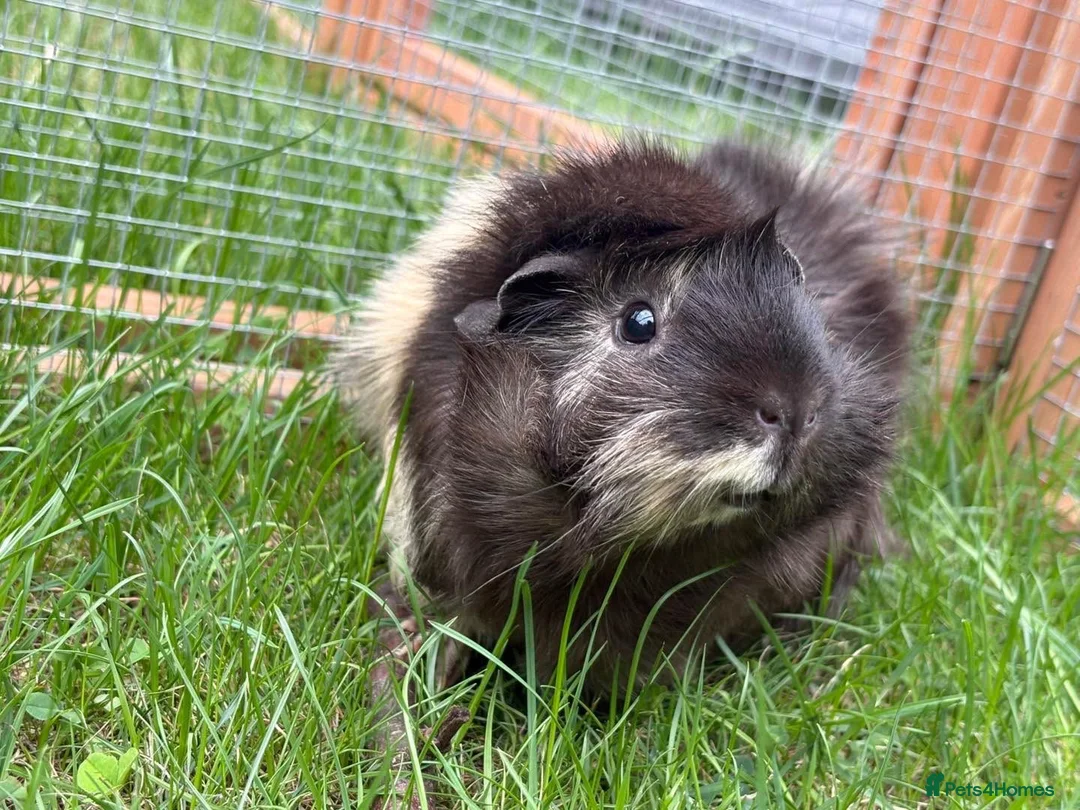 Guinea Pig rodents for sale: 2 sow guinea pigs  in Telford - Advert 2