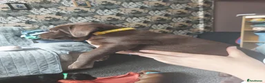 Brown with yellow collar