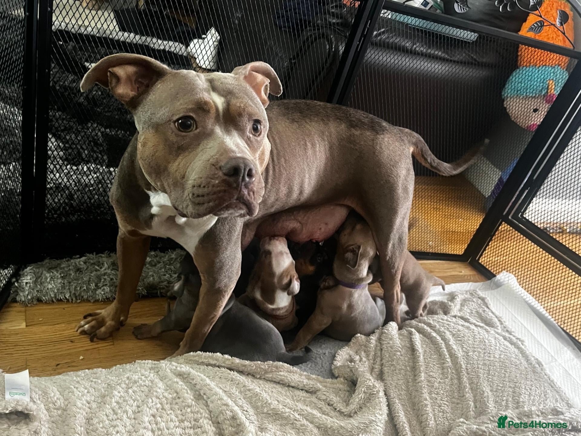 Mixed Breed dogs Gorgeous Staffordshire pups for sale - Advert 1