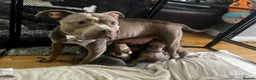 Mixed Breed dogs for sale: Gorgeous Staffordshire pups for sale in Broadstairs - Advert 1