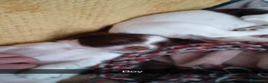 English Springer Spaniel 2