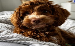 Cockapoo dogs for sale: Toy Cockapoo for sale✨ - Image 1