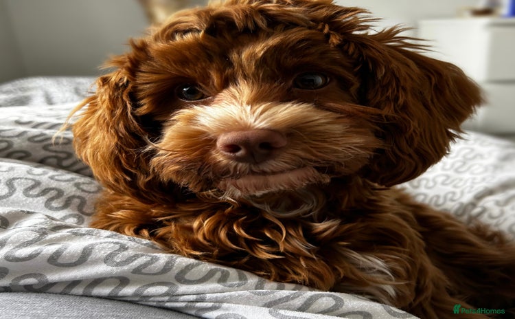 Cockapoo dogs - Advert 11