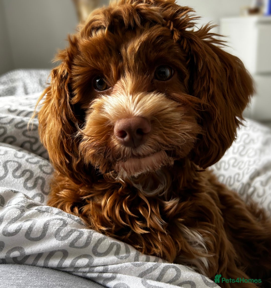 Cockapoo dogs for sale: Toy Cockapoo for sale✨ - Image 1