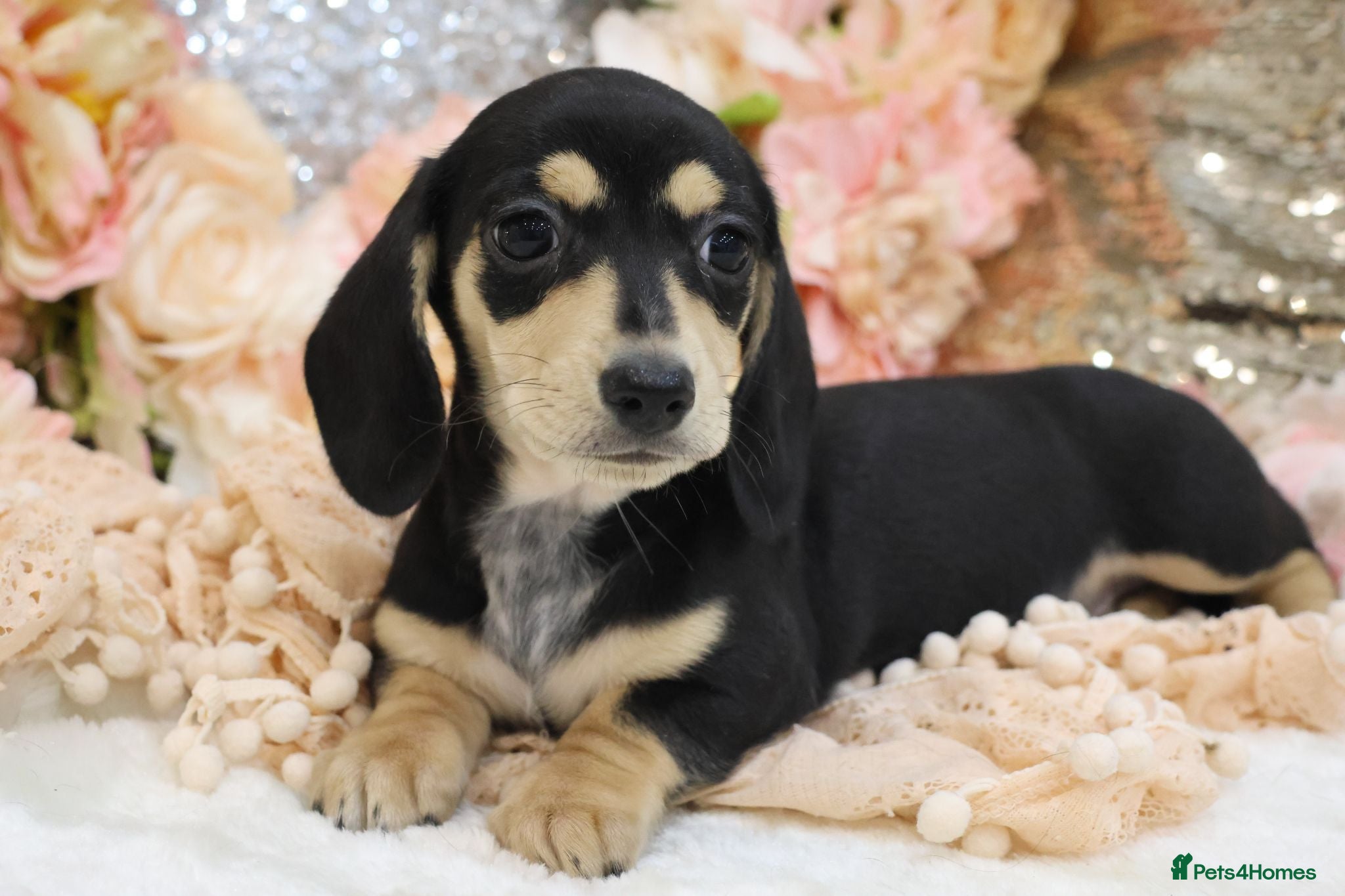 Miniature Dachshund dogs KC Miniature Dachshund Puppies - Advert 17