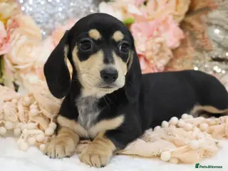 Miniature Dachshund dogs KC Miniature Dachshund Puppies - Advert 17