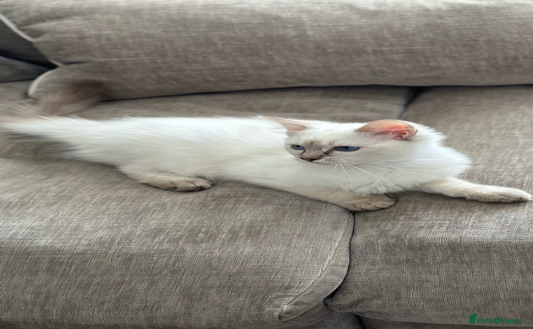 Ragdoll cats - Advert 7