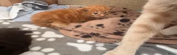 Maine Coon cats for sale: Gorgeous Maine Coon Kittens  - Advert 24