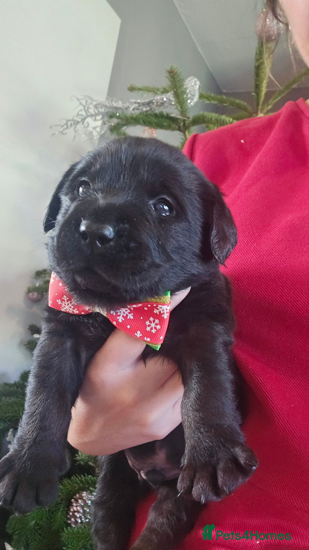 Labrador Retriever dogs for sale: Beautiful KC Show Line Labrador Puppys  - Advert 18