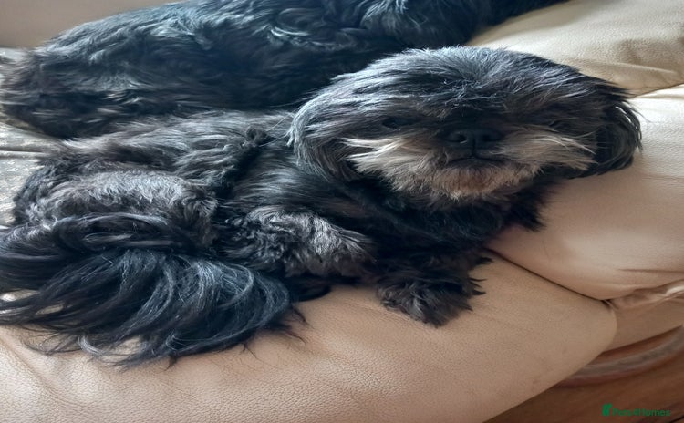 Shih Tzu dogs - Advert 8