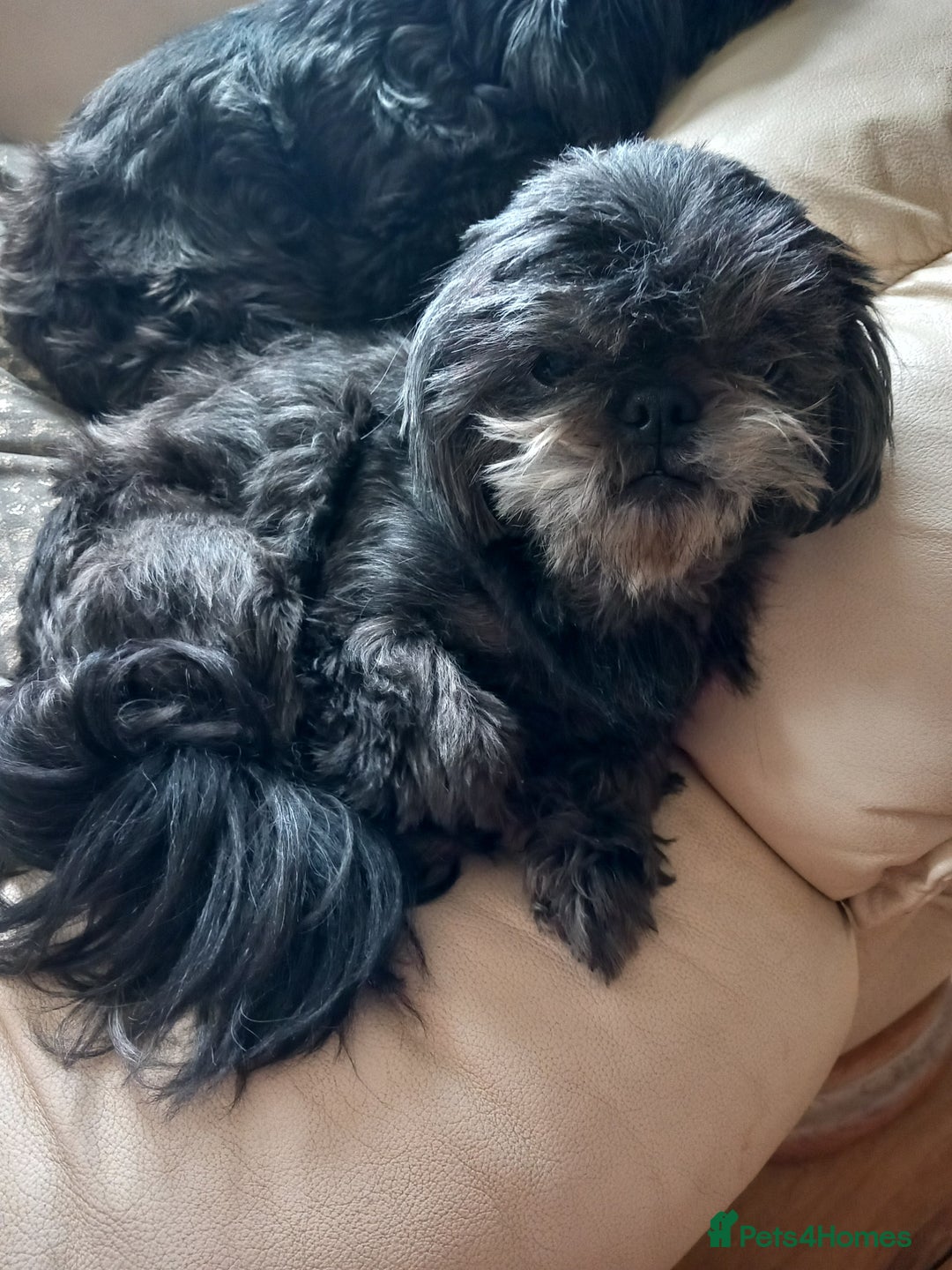 Shih Tzu dogs for sale: Male Imperial Shih Tzu For Sale - Image 1