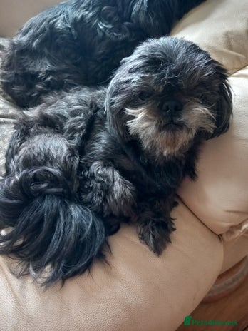 Shih Tzu dogs - Advert 13