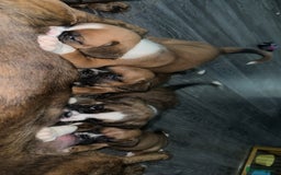 Boxer dogs for sale: 6 boxer pups available in three weeks time 🐾 - Image 6