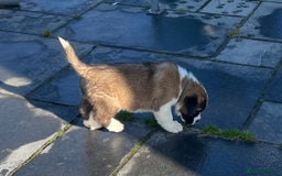 Saint Bernard dogs for sale: KC Registered St. Bernards For Sale! - Image 35