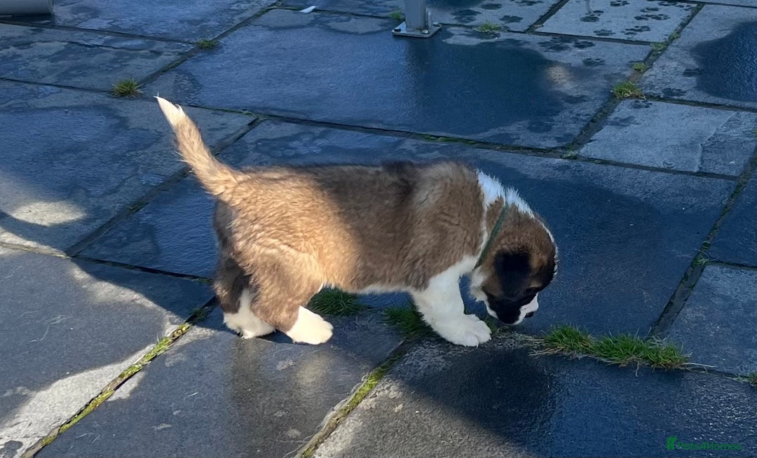 Saint Bernard dogs for sale: KC Registered St. Bernards For Sale! - Image 35