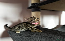 Bengal cats for sale: 🐆✨[REDUCED TO CLEAR!!] LAST THREE PURE BENGAL’S❤️ - Image 36