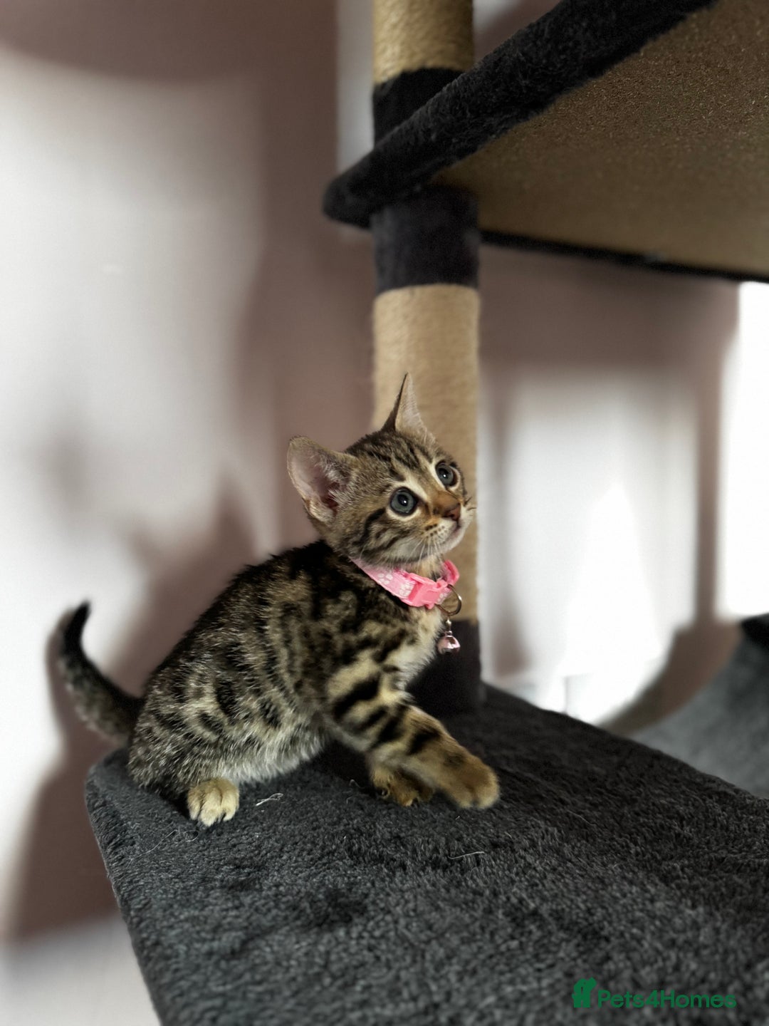 Bengal cats for sale: 🐆✨[REDUCED TO CLEAR!!] LAST THREE PURE BENGAL’S❤️ - Image 36