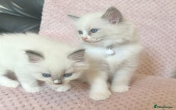 Ragdoll cats for sale: Affectionate, Cuddly, Playful Kittens - Image 18