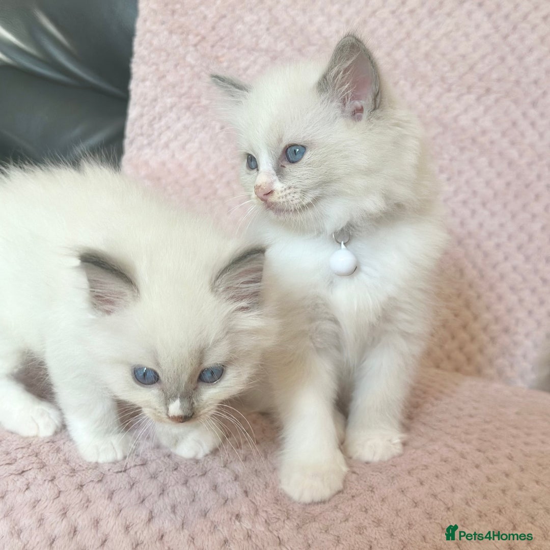 Ragdoll cats for sale: Affectionate, Cuddly, Playful Kittens - Image 18